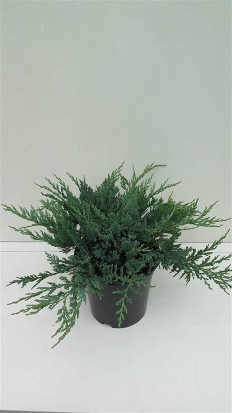 Juniperus h. 'Blue Chip' - C3 30-40 CM